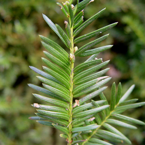 taxus_baccata_2