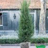 Taxus Baccata 180-200