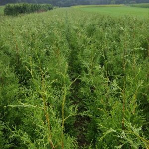 Thuja occ. Brabant