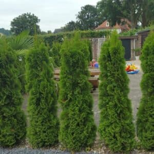 Thuja Smaragd conifeer van 200 cm hoog, gezond en groen, staand op een vakantiepark in Limburg.