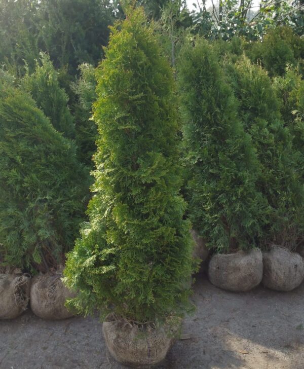 Thuja Smaragd maat 150-175 cm - Kwekerij Top & Top