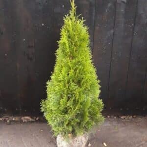 Thuja Smaragd van 100 cm hoog, netjes verpakt en klaar voor afhaling voor tuin in Amersfoort.