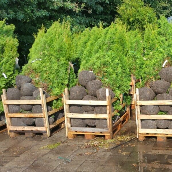 Verse Thuja Smaragd planten netjes verpakt en klaargemaakt voor verzending naar Lelystad, klaar voor transport en aanplant.