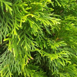 Close-up van de heldergroene, dichte en schubvormige naalden van een Thuja Smaragd conifeer.