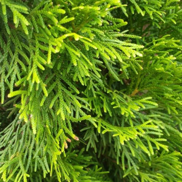 Thuja occ. Smaragd - Kwekerij Top & Top