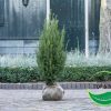 Taxus Baccata 100-120