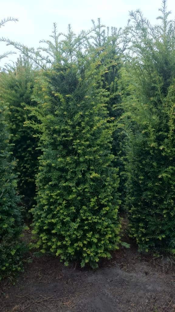 Taxus Baccata maat 140-160 cm bij taxusbestellen.nl