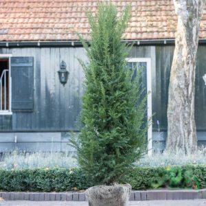 Foto van een extra hoge Taxus baccata struik van 175-200cm, schitterend diep groen, dicht van structuur en ideaal voor het direct plaatsen van een volwassen, afsluitende haag rondom woningen en bedrijven in Ede en omgeving. Levering uit de eigen kwekerij van Top&Top.
