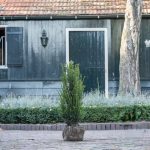 taxus-baccata-maat-80-100-cm-