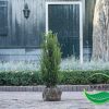 Taxus Baccata 80-100