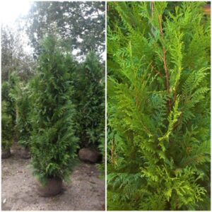 Thuja Martin coniferen van 200 cm hoog op kwekerij Top&Top in Wekerom (gemeente Ede), klaar voor verzending.