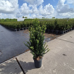 Taxus baccata in 4 liter pot, zorgvuldig gekweekt en geschikt voor jaarrond planten