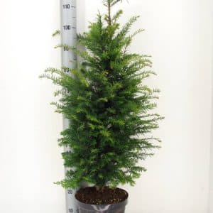 Taxus "Baccata" in pot, maat 100-125 cm