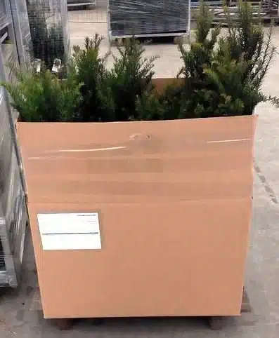 Foto van een gezonde Taxus baccata in pot, klaar voor verzending naar Rotterdam. Compacte, diep groene wintergroene haagplant direct leverbaar vanuit Top&Top.