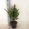 taxus-baccata-in-pot-40-50cm