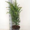 taxus-baccata-in-pot-50-60cm