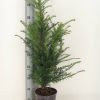 taxus-baccata-in-pot-60-80cm-1