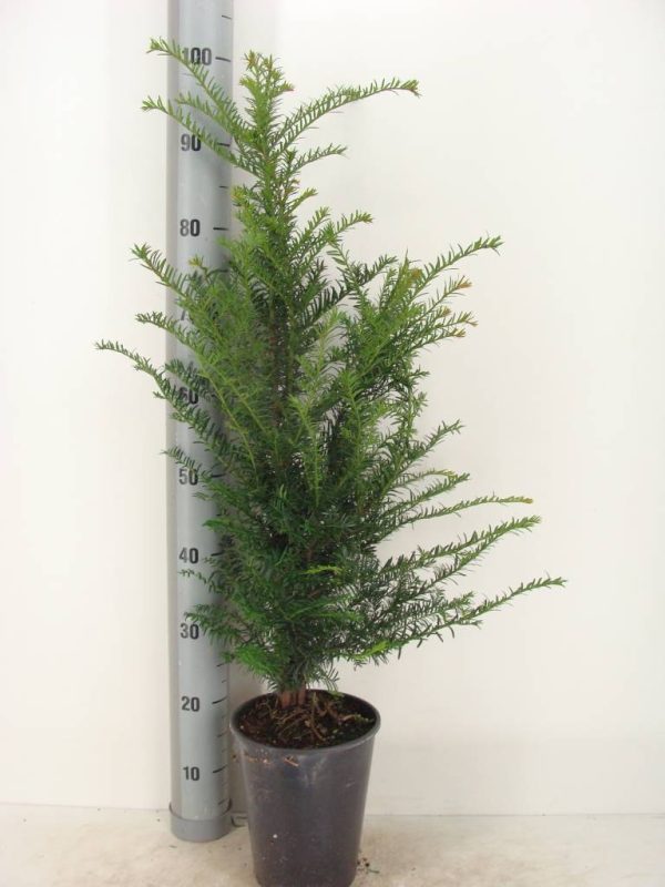 taxus-baccata-in-pot-60-80cm-1
