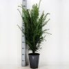 taxus-baccata-in-pot-60-80cm