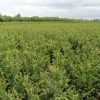 taxus-baccata-in-pot-60-80cm-2