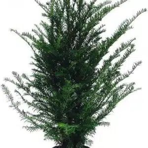 Foto van Taxus baccata 60-80cm, vers in pot gekweekt op de boomkwekerij van Top&Top. De planten staan vol en donkergroen op het veld, speciaal vastgelegd voor online bezichtiging via de webshop.