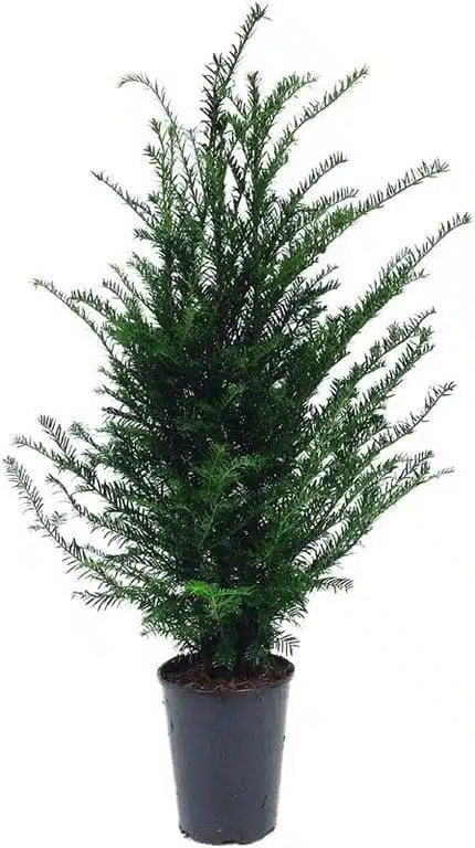 thuja warzen rind Doskar VET Warzentropfen 50 ml homöopathisch für Pferd Rind Hund Katze main image 0