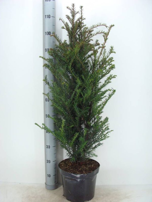 taxus-baccata-in-pot-80-100cm