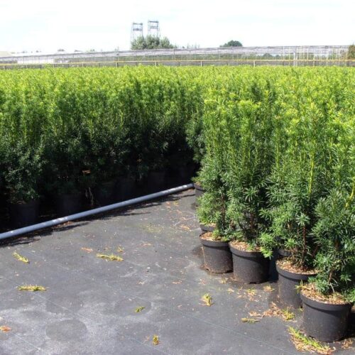 Taxus bestellen - Kwekerij Top & Top