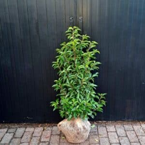 Portugese laurier (Prunus lusitanica) met glanzende donkergroene bladeren in de kwekerij
