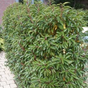 Portugese laurier struik op kwekerij in Wekerom, gezonde groene bladeren