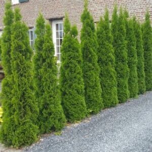 Thuja Smaragd conifeer van 200-225 cm hoog in een onderhoudsvrije tuin in Utrecht, met dicht, helder groen naaldwerk.