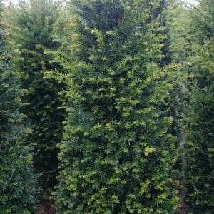 Foto van een gezonde Taxus baccata van 140-160cm hoog, genomen in Huizen. Volgroeid en donkergroen, ideaal om een hoge, dichte haag te creëren. Direct leverbaar en professioneel bezorgd in Almere door Top&Top.