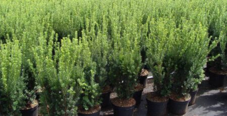 Compacte taxus in pot