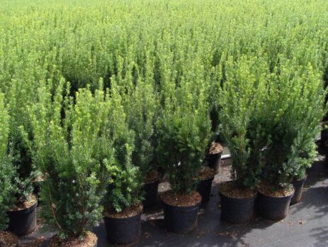 Compacte taxus in pot