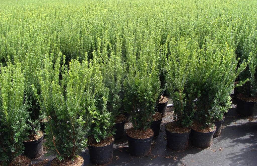 Taxus media Hillii in pot, 60-80cm, bij Kwekerij Top en Top