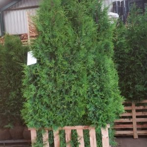 Thuja Brabant maat 250-275cm