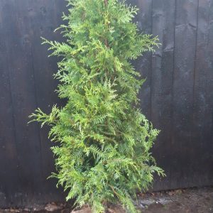 "Thuja plicata Excelsa" maat 225-250 cm