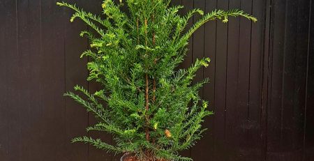 taxus in pot