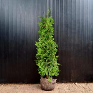 Thuja Brabant maat 100-120