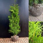 Thuja Brabant 160-180