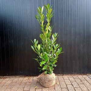 Prunus novita 100-125 cm