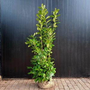 Prunus novita 150-175 cm