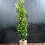 Prunus laurier Elly 160