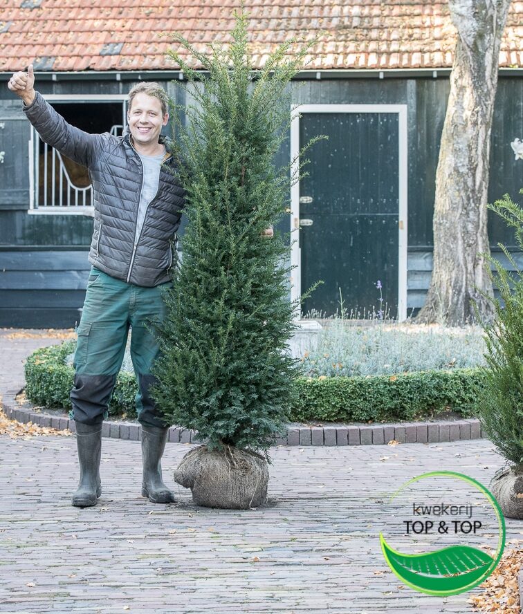 Marcel van den Top, eigenaar en kweker, bij de taxus op de kwekerij in Wekerom