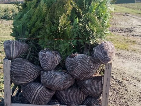 Rondgestoken kluiten van coniferen haagplanten bij Kwekerij Top en Top