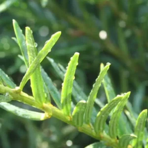 Taxus planten - Kwekerij Top & Top