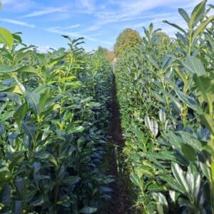 Prunus Genolia bomen in een rij geplant op een kwekerij veld onder een blauwe lucht.