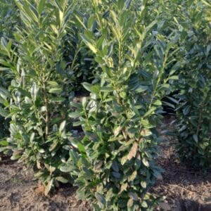 Prunus laurocerasus Genolia (kopie)