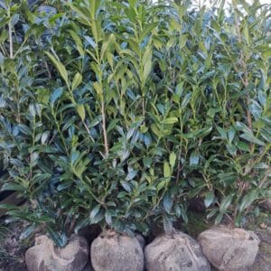 Prunus Greentoch bomen netjes gebundeld en klaargezet op een kwekerijveld, klaar voor verzending naar Hilversum.