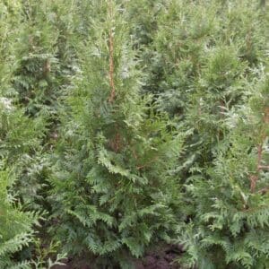 Thuja plic. Excelsa maat 125-150 cm
